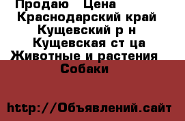 Продаю › Цена ­ 4 000 - Краснодарский край, Кущевский р-н, Кущевская ст-ца Животные и растения » Собаки   